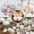 1 Lb Garlic Bulbs for Planting, 8 Hardy Garlic Bulbs for Planting Home Vegetable Garden or Raised Beds, Hardneck Garlic Bulbs