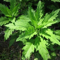 Epazote Live Plant for Planting, Well Rooted Epazote Plants, Perennial Herb for Outdoor Garden 4-8 Inches