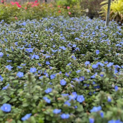 3 Evolvulus Blue Daze Live Plants, 4–6 Inch Tall Perennial Flowers, Well-Rooted Ground Cover for Indoor and Outdoor Spaces
