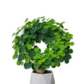 Stephania Cephalantha Caudex Plant Live, Medium Stephania Succulents Houseplant 2-2.5 Inch, Perennial and Cold Hardy