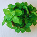 3 Spearmint Plants Live, Mint Herb Plants, 4 to 6 Inc Tall, Fragrant Perennial Plants for Gardening Outdoor, No Pot
