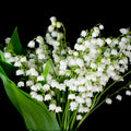 White Lily of the Valley Bulbs for Planting, 6 Bareroots May Lilies Plant for Outdoor Gardening, Stunning White Flowers for Long Lasting Blooms