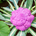 Cauliflower Plant in 4" Pot, Vegetable Cauliflower Live Plant Potted for Planting (Purple Cauliflower)