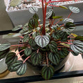 Peperomia Live Plant, Brown Peperomia Plant Live Houseplants, Live Peperomia Plant 4 Inches Potted Indoor Ornamental Plant
