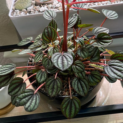 Peperomia Live Plant, Brown Peperomia Plant Live Houseplants, Live Peperomia Plant 4 Inches Potted Indoor Ornamental Plant