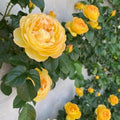 Fragrant Rose Plant Live Bush Shrub or Climbing, Old-Fashioned Roses Summer Rebloomer in 2.5 Inch Pot, Lanscape Rose Plant (Assorted) (Butter Yellow)