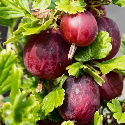 Gooseberry Plant Live, Gooseberry Bushes Live Plant 5 to 9 Inch Tall, Gooseberries Fruit Seedlings