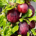 Red Gooseberry Plant Live for Planting, Sweet Gooseberry Bushes Live Plant 5 to 9 Inch Tall, Gooseberries Fruit