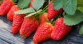 Pack 10 Sweet Juicy Strawberry Plants Live for Planting Outdoors, 3 to 4 Inch Tall, Well Rooted Strawberry Plants