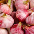 1 Pound Hard Neck Garlic for Planting in Fall, Red Garlic Bulb for Planting, Fresh and High Yield, Cold Hardy, Planting Softneck Hardneck
