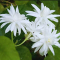 2 Jasmine Plants Live, Jasmine Plant Indoor Live, 5 to 7 Inc Tall, Jasmine Flower Plants, Perennial Blooming