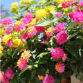 2 Rose Lantana Plants Live Trees, Ready to Bloom, Hardy Long Blooming Seasons, Vibrant Colorful Perennial Fragrant, 5-10" in Tall, Full Sun Growing