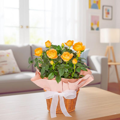 Mini Rose Bush Live Plant in 3.5'' Pot, Miniature Rose Plant Live, 3-5'' Tall, Mini Rose Plant, Live Flower Plant for Office and Home Decoration (Orange)
