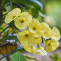 Yellow Crown of Thorns Live Plant, Euphorbia Milii Plants, Crown of Thorns Plants Live, 3 to 5 Inc Tall Gardening Indoor Outdoor