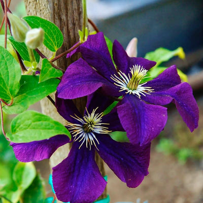 Purple Clematis Live Plant in 2.5" Pot, Flowering Climbing Clematis Vine Starter for Outdoor Garden and Trellis, Well Rooted