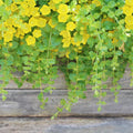 Golden Creeping Jenny Plant Live, Golden Creeping Jenny Seedling in Plug, 1-3 Inc Tall, Bright Yellow Foliage, Hardy Perennial Plant for Ground Cover, Hanging Basket
