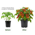 2 Cherry Tomato Plants, 5-8 Inc Tall, Live Vegetable Plant