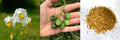 60 Potato Seeds for Planting Outdoors, Heirloom Russet Yellow TPS True Potato Seeds, Planting Potato from Seeds