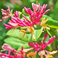 Honeysuckle Live Plant, Perennial Honeysuckle Live in 2.5 Inch Pot, Lonicera Fragrant Honeysuckle Vine Plant Bushes Outdoor Garden