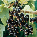 Consort Black Currant Plant Live Well Rooted 5-9" Tall, Edible Black Currant Bush Live Plant, Zones 4 to 8, Currant Berries
