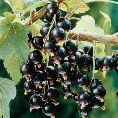 Black Currant Bush Live Plant Well Rooted 5-9 Inc Tall, Black Currant Berry Plant Live, Currant Tree, 1 Year Bare Root