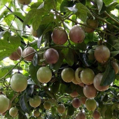 2 High Yield Passion Fruit Plants Live, Purple Climbing Passion Vine Tree Live Plant for Outdoor Growing, 5-9" in Tall, Fast Growing Perennial Sweet and Edible Fruits