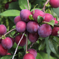 Red Plum Tree Plant Live, 2-3 Ft Tall