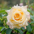 Fragrant Rose Plant Live Bush Shrub or Climbing, Old-Fashioned Roses Summer Rebloomer in 2.5 Inch Pot, Lanscape Rose Plant (Assorted) (Creamy Yellow)
