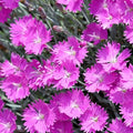 Dianthus Perennial Plants, Tiny Dianthus Fragrant, Hardy Groundcover 2.5 Inc Pot