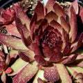 1 Hens and Chicks Succulent Plants Live Outdoor 2.5 Inch Container, Ornamental Hens & Chicks Plant Live Houseplant to Grow