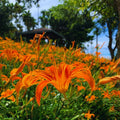 10 Orange Daylily Bulbs for Planting, Daylilies Perennial Bulbs, Annual Flower Bulb for Gardening