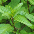 Mint Plant Live, 3 Chocolate Mint Herb Plants, 4 to 6 Inc Tall, Fragrant Perennial Plants for Gardening Outdoor, No Pot