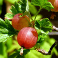 Red Gooseberry Plant Live, Gooseberry Bush Live Plant 5 to 9 Inch Tall, Gooseberry Fruit Tree