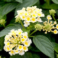 2 Lemon Yellow Lantana Plants Live Trees, Ready to Bloom, Hardy Long Blooming Seasons, Vibrant Colorful Perennial Fragrant, 5-10" in Tall, Full Sun Growing