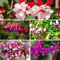 2 Mix Fuchsia Plants Live, Hardy Fuchsia Flower for Hanging Baskets and Containers, Plugs 3-5" Tall