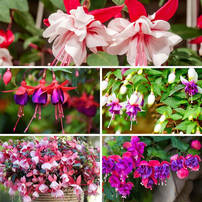 2 Mix Fuchsia Plants Live, Hardy Fuchsia Flower for Hanging Baskets and Containers, Plugs 3-5" Tall