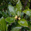 2 Bay Leaf Live Plants, 5-8 Inch Tall - Bay Laurel Herb Plant for Growing, Perennial Fragrant Leaves Herb Plants, Well Rooted Plant, No Pot in Soil