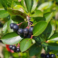 Chokeberry Plants Live, 6-12 Inch Tall, Black Berries Shrubs, Perennial Hardy Chokeberry Fruit Plants, Leafless in Winter