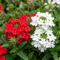 Set 2 Mix Verbena Plants Live, Verbena Plants, 4-8 Inc Tall, Long Blooming Ground Cover Flowers, Ideal for Patio and Outdoor Garden