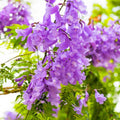 Purple Jacaranda Tree Live Plant, Jacaranda Mimosifolia Tree 7-12 Inch Tall Including Pot, Outdoor Growing