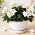 White African Violet Plant Live, 4 Inch Pot, Indoor Flowering Plant