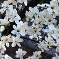Magnolia Plant Live, Sweetbay Magnolia Tree Live Plant, 6 to 9 Inc Tall, Magnolia Shrub Plant Live
