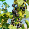 Consort Currant Plant Live for Planting 5-9 Inch Tall, Black Currant Bush Live Plant, Sweet Currant Berries