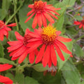 04 Mexican Flame Vine Live Plants for Spring Planting, 4-6" in Tall, No Pot, Fast-Growing and Blooming, Orange Flower
