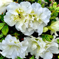 White Reblooming Azalea Rhododendron Plant Live in 4 Inch Pot, Azalea Rhododendron Bush Shrub, Bloom in Spring, Late Summer, Fall Rebloom
