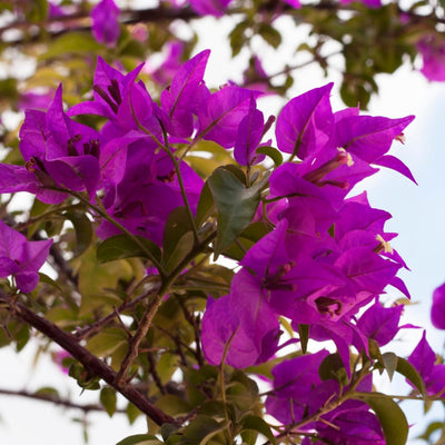 Purple Bougainvillea Plant Live, Bougainvillea Flowering Plant Perennial, Rooted Bougainvilleas Trees Starter 6-8 Inches