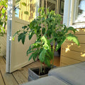 Long Red Tomato Plants Live for Planting, Live Tomato Plant in Pot, Well Rooted, Sweet Tomatoes for Edible Garden