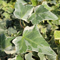 Variegated English Ivy Plant Live, Trailing Ivy Plant 4'' Pot, Climbing Houseplant for Growing Indoor Outdoor