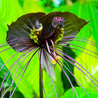 2 Black Bat Flower Tacca Chantrieri Plants Live for Gardening, in 2 Inch Pot, Black Orchid Bat Flowers Live Black Plant