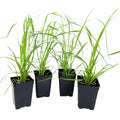 1 Pampas Grass Plant Live in 4" Pot, Ornamental Grass Live Plant for Growing Your Garden (White Pampas Grass)